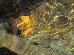 SX09576 Maple leaf floating in stream.jpg